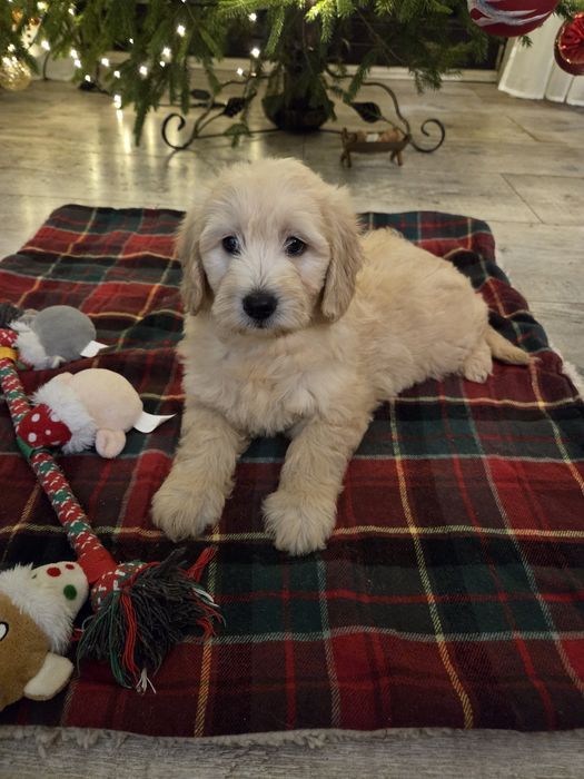 Goldendoodle mini szczeniak suczka