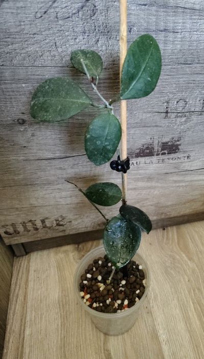 Hoya ovatifolia sadzonka