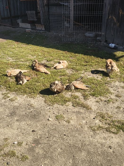 Sprzedam młode pawie indyjskie