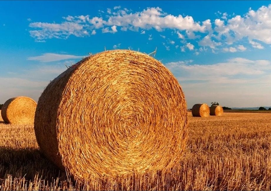 Słoma jęczmienia w balotach 130cm , 1200szt , Transport