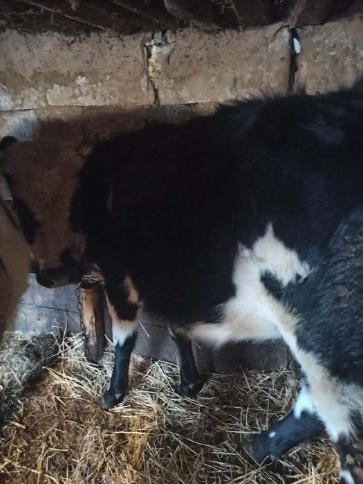 Продаю тільну теличку августа телитися  вік 1.10  ціна 15тис.