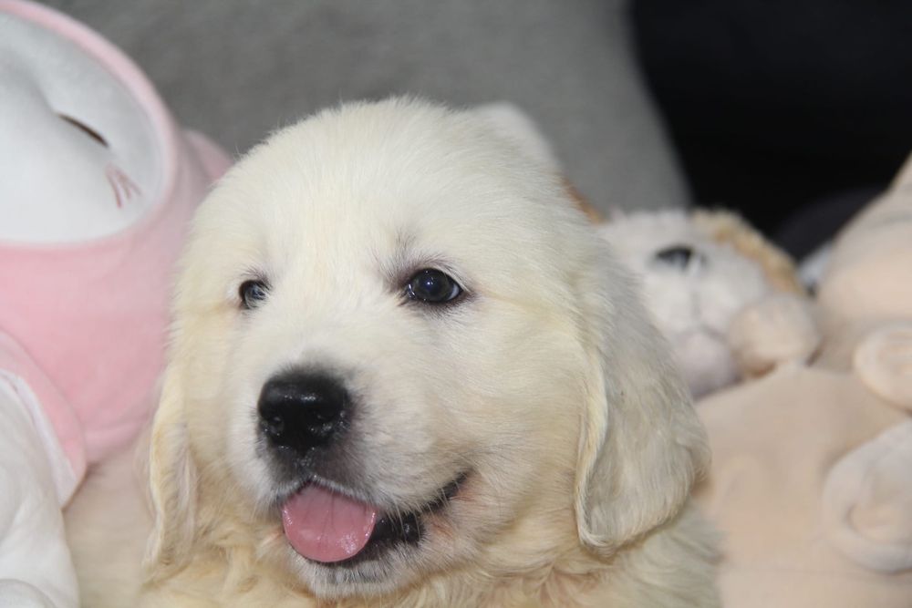 Golden Retriever com Lop e Afixo