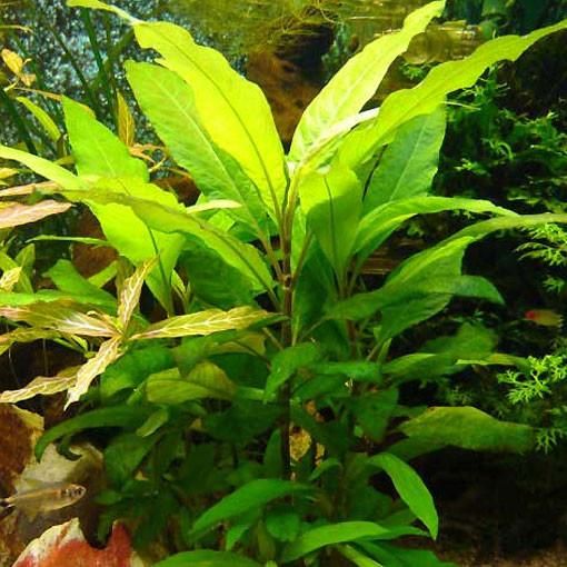 Hygrophila Siemens - Rośliny Akwariowe