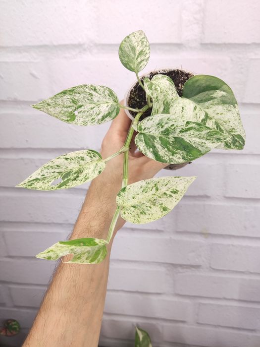 Пропоную Епіпремнум пінатум марбл варієгатний Epipremnum pinnatum marb