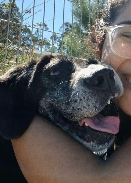 Beagle Dog/Beagle dog - a kind and gentle boy needs a loving home