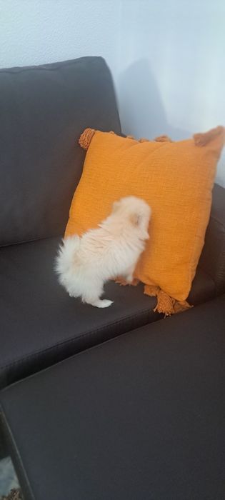 Lulu da Pomerânia fêmea