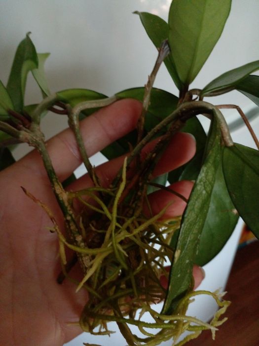 Продам вкорінену Хойю.