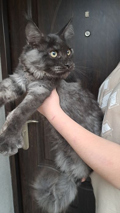 Kocurek czarny dymny