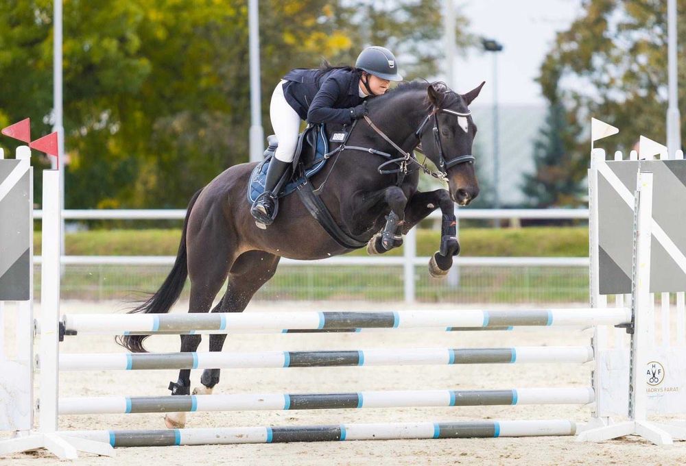 Piękna Klacz do sportu