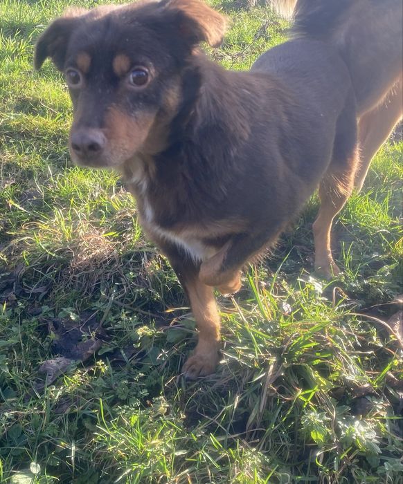 Sunia Choko - do adopcji czekoladowa piekność