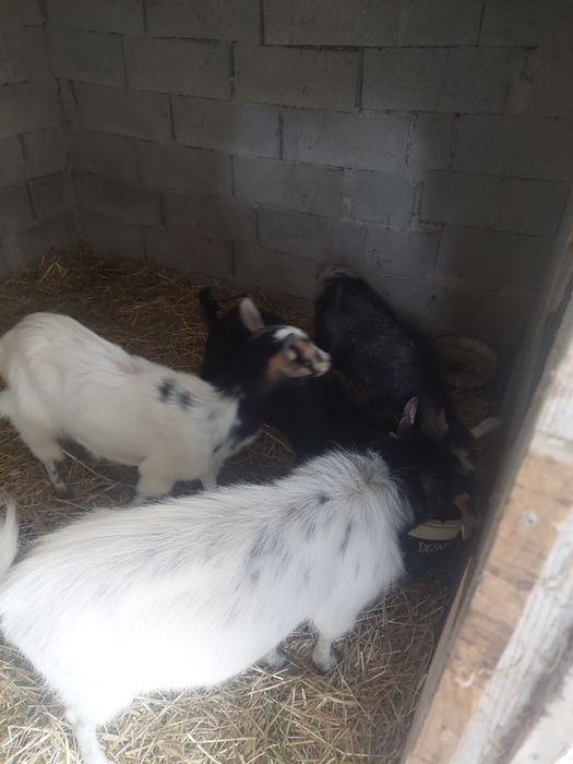 Cabras anas mansas