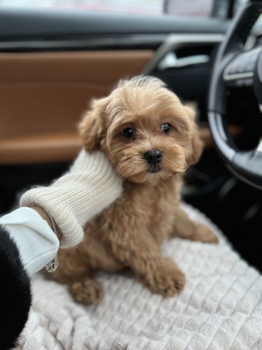 Мальтипу мальчик ф1 беби фейс