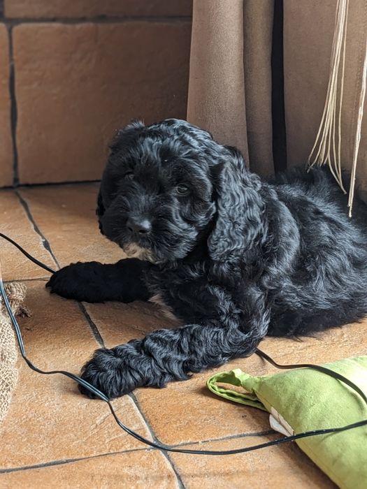 Suczka Springerdoodle pudel (cockapoo Maltipoo Doodle)
