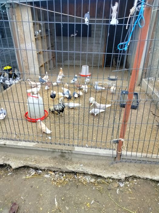 Gołębie ozdobne Perskie Bialoglowe