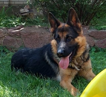 Пропала німецька вівчарка