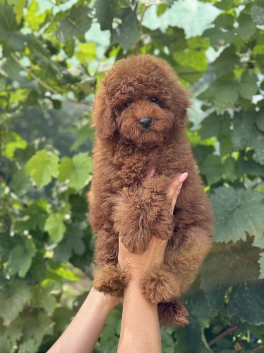 Мальтипу мишка в коньячном окрасе мини микро той пудель беби фейс