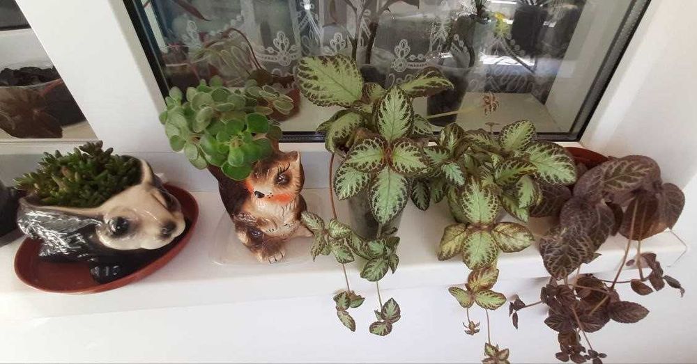 Орхідея лудізія, бегонія, епісції, сукуленти