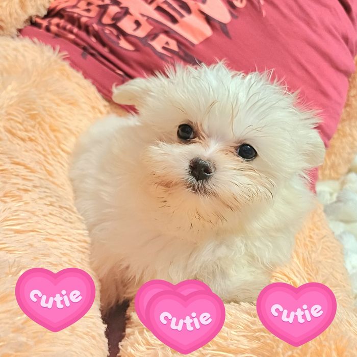 Мальтійська болонка  дівчинка