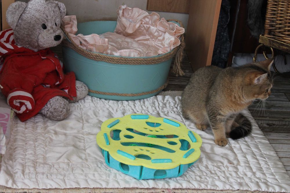 Котик Оскар Шотдандець Золота шиншилла