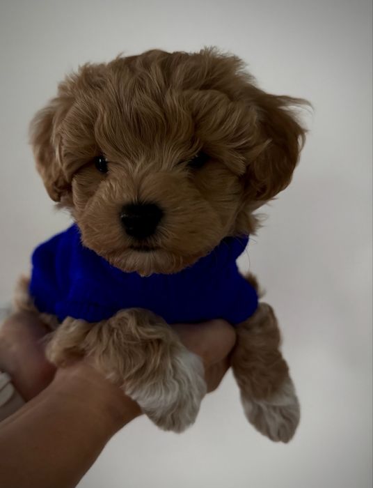 Maltipoo piękny ciemny malutki chłopiec