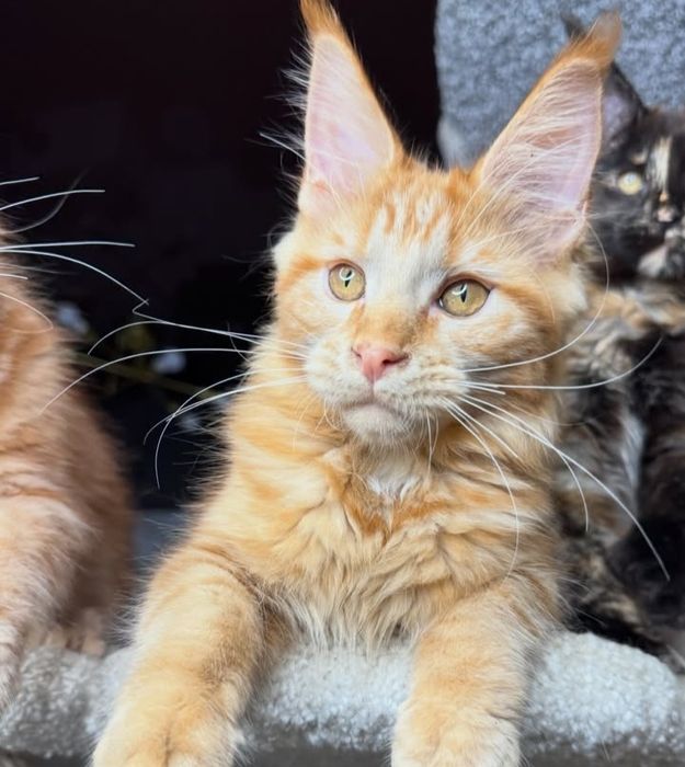 Котята мейн-кун на продажу