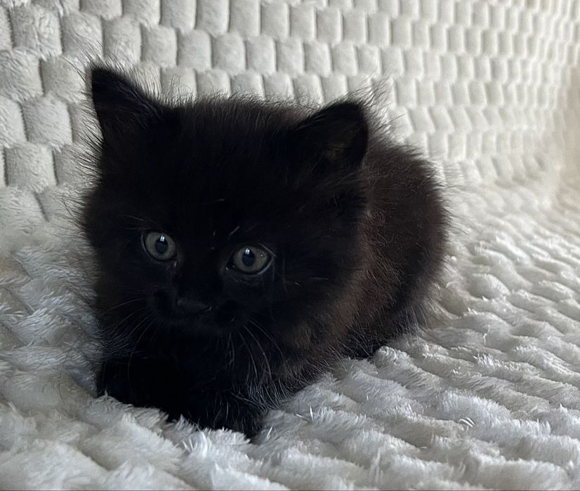 Кошеня безкоштовно