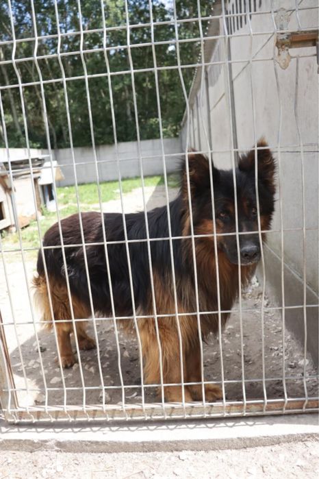 Piekny owczarek niemiecki PILNY DOM