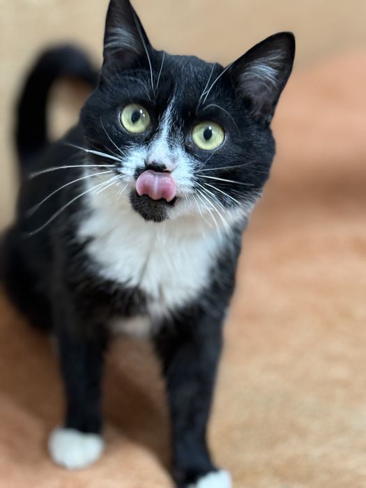 Кошка 5 месяцев, стерилизована