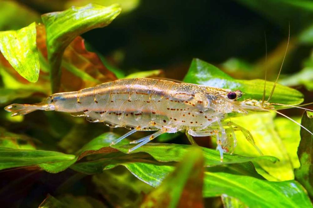 Krewetka Amano (Caridina multidentata) WYSYŁKA AKWAWIN