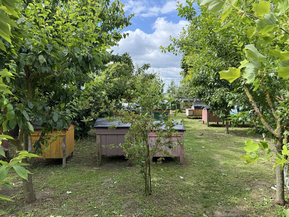 Miód Rzepakowy z polskiej pasieki