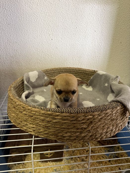 Chihuahua Excelente Linhagem