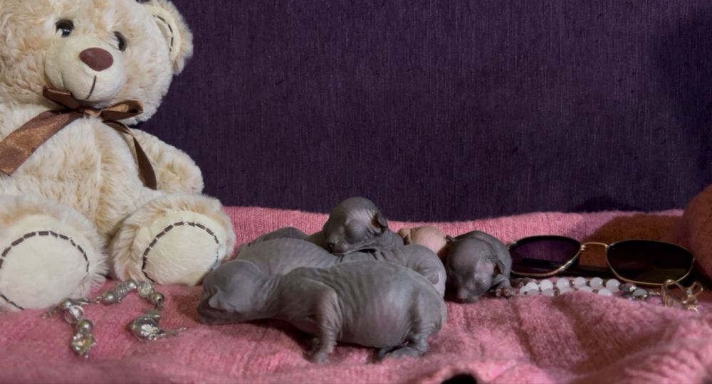 Кошенята Канадський Сфінкс