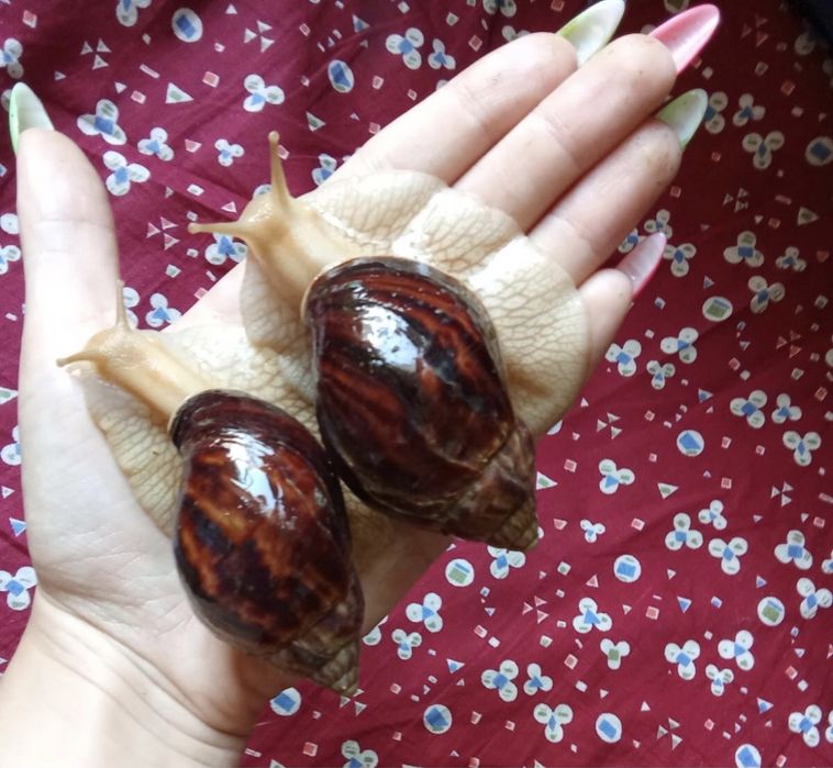 Улитки ахатина имакулята