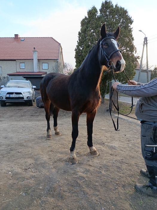 Klacz Śląska malowana Fortuna (GI)