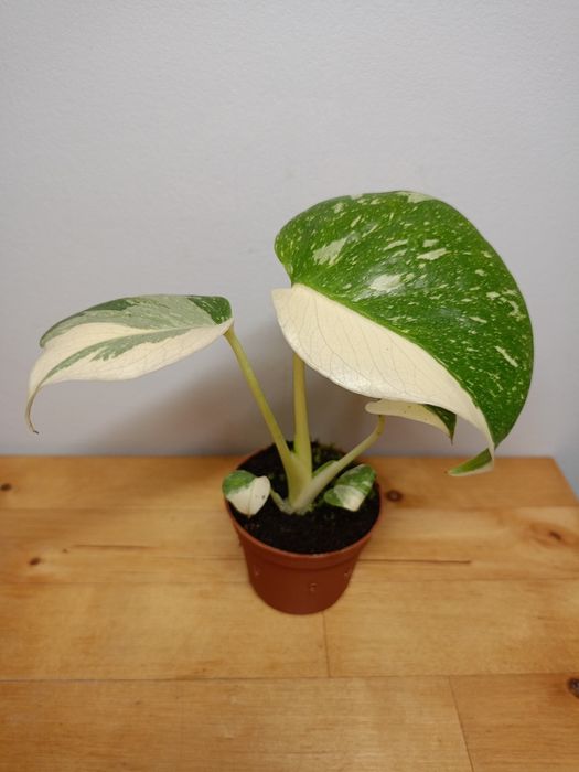 Monstera thai half moon sadzonka