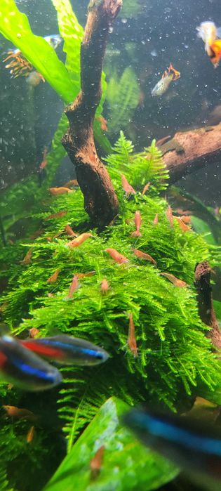 Krewetka akwariowa neocaridina