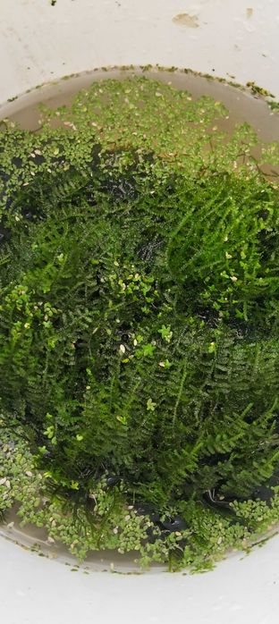 Musgo de aquário - Vesicularia dubyana