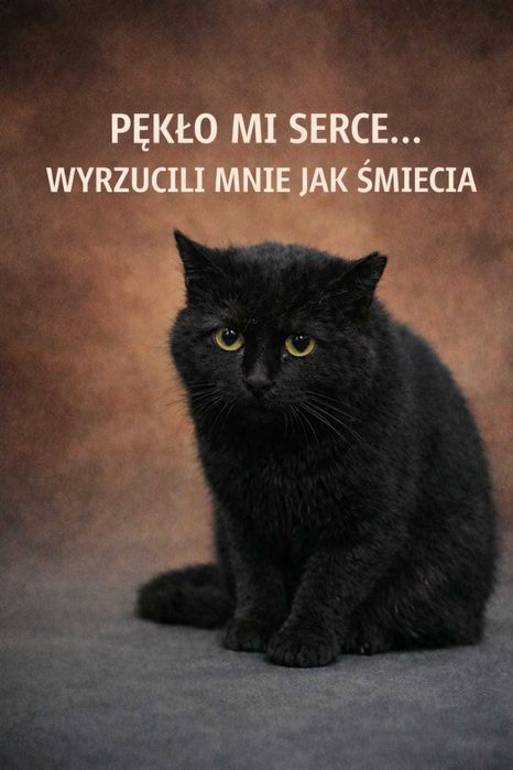 Spokojna jedynaczka do pokochania