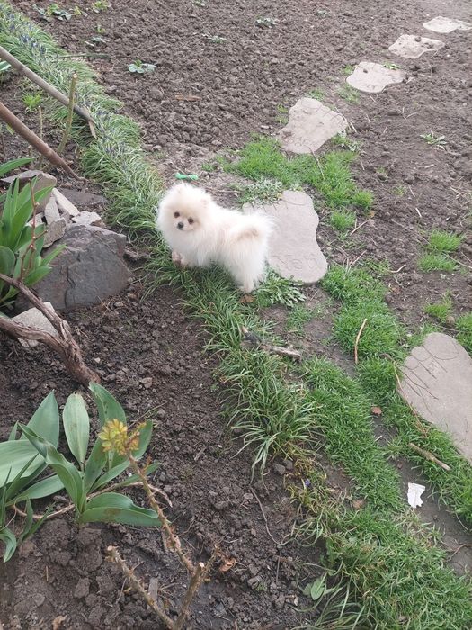 Комочек счастья!