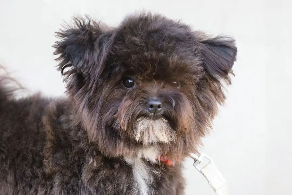 Мальтипу мини мальчик