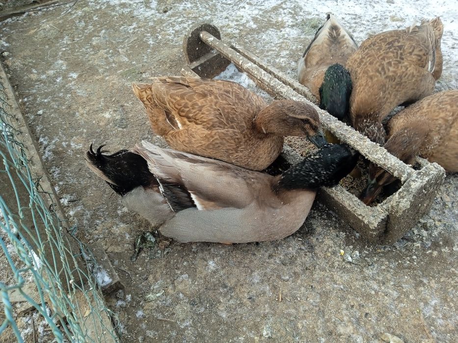 Продам. Инкубацыонные яйца уток Хаки- Кемпбелл