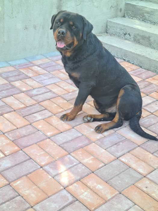 Вязка  ротвейлер
