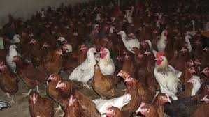 Kury kurki koguty młode od HODOWCY z dowozem gratis