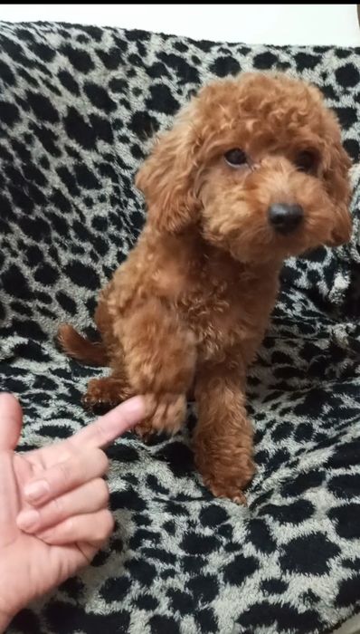 Добра,лагідна,спокійна та розумаха.