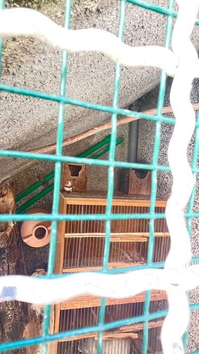 Varias Aves ……..