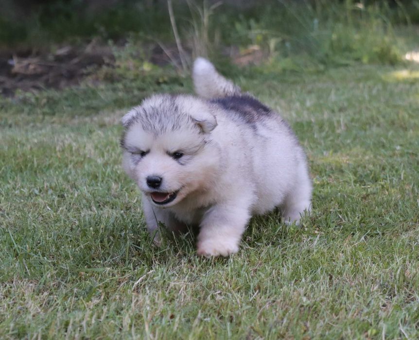 Alaskan Malamute szczeniak piesek