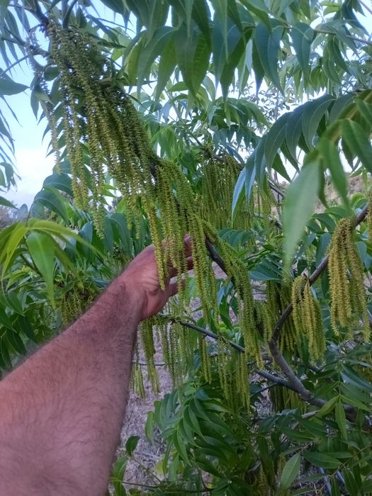 Nogueira pecã enxertada