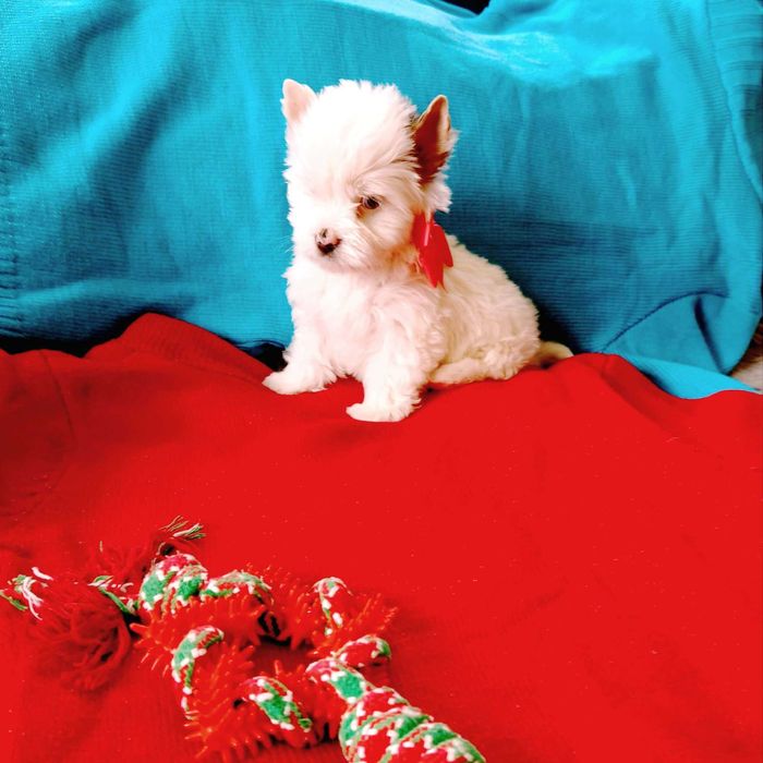 Uroczy york terier yorkshire terrier miniaturka White Merle