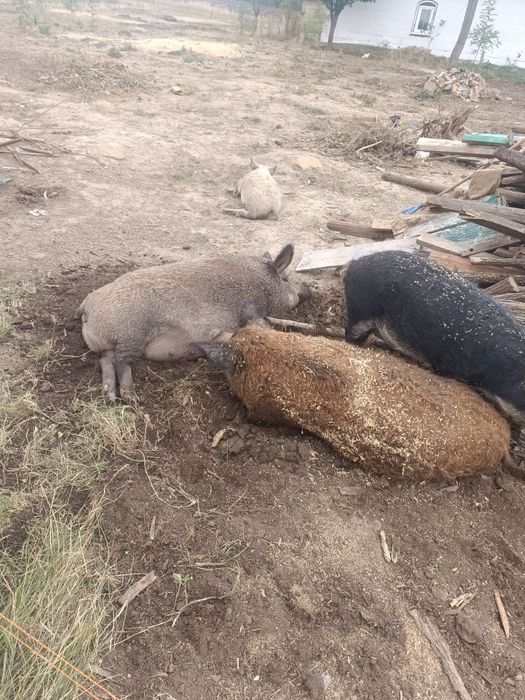 Продам порісні свиноматки Венгерської мангалиці