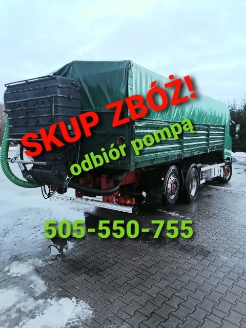 SKUP ZBÓŻ; pszenica, pszenżyto, żyto, owies